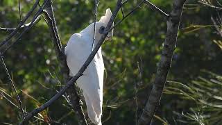 Little Corella Hervey Bay Qld [upl. by Notsahc]