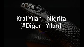 Diğer  Black Mamba Yılanı   Nigrita [upl. by Doowyah702]