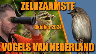 25 zeldzaamste vogels in Nederland oktober 2024 [upl. by Nalek18]