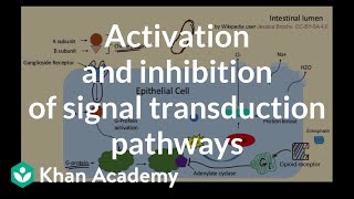 Activation and inhibition of signal transduction pathways  AP Biology  Khan Academy [upl. by Manfred]