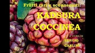 Frutti rari e sconosciuti Kadsura coccinea a cura di Sergio Carlini [upl. by Vincentia]