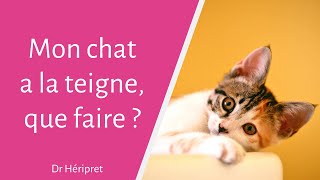 Mon chat a la teigne que faire [upl. by Enelyahs]