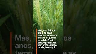 Impacto do clima na produção de trigo [upl. by Almena]