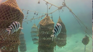 Sponge Farming in Jambiani  The early days [upl. by Ymmaj505]