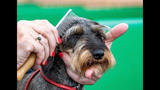 Harewood Dog Show Leeds 2023 [upl. by Sorrows]