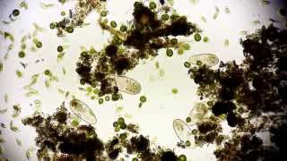 Pantoffeltierchen Rudel  Paramecium  Leben im Wassertropfen  microcosmos in Full HD [upl. by Luke559]