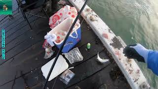 Jetty Fishing at Barwon River [upl. by Kristianson435]