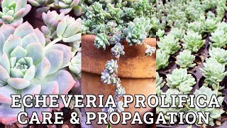 Echeveria Prolifica Care amp Propagation [upl. by Hook]