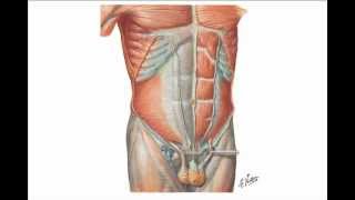 Abdominal Wall Hernias [upl. by Hudnut]