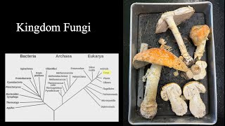 Kingdom Fungi and its Phylums Exploring the Hidden Kingdom Beneath Our Feet [upl. by Intyrb]