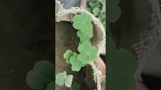 oxalis plant science biologyviral video youtubeshorts [upl. by Einnos]