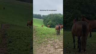 das ist liebe pferde horses [upl. by Rufena]