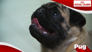 Mopshond Pug [upl. by Ahtamas990]