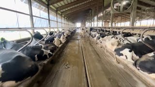 Dairy Barn walk through weaned calf area explained and breaking out the backup feed truck [upl. by Bria]