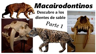 Félidos macairodontinos Descubre a los quottigresquot dientes de sable Parte 1 [upl. by Lovash35]