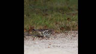 Ruffed Grouse Eating Grit on a Gravel Road [upl. by Jerad]