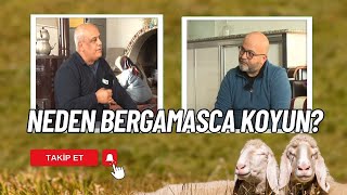 BERGAMASCA IRKI KOYUN YETİŞTİRİCİLİĞİ  KÜÇÜKBAŞ SAATİ [upl. by Weisbart]