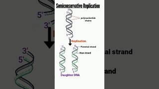 semiconservative DNA replication  replication of DNA  DNA replication [upl. by Dat]