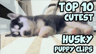 TOP 10 CUTEST HUSKY PUPPY VIDEOS OF ALL TIME [upl. by Ecargyram]