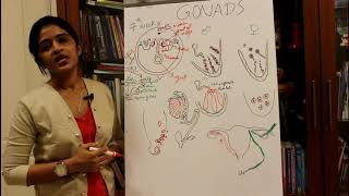 DEVELOPMENT OF THE GONADSTESTIS AND OVARYHUMAN EMBRYOLOGY DR ROSE JOSE MD [upl. by Yevrah]