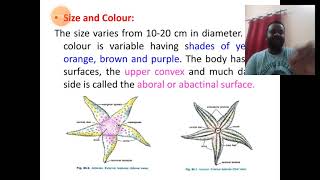 Echinodermata 32 Asterias Morphology [upl. by Dnalram]