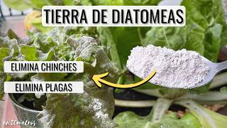 TIERRA DE DIATOMEAS elimina hasta chinches de cama fertilizante y desparasitante  en20metros [upl. by Fira847]