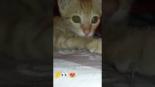 He tried to catch the camera 📸😻🤌👀❤️ kitten shorts feed feedshorts cat catworld kitty share [upl. by Maren]