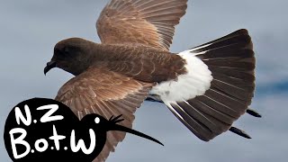 New Zealand storm petrel  New Zealand Bird of the Week [upl. by Hokanson]