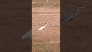 Airone bianco e airone cenerino birds animals wildnature nature naturephotography [upl. by Pradeep]