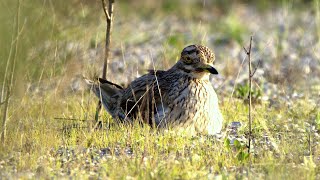 Occhione Comune Burhinus oedicnemus [upl. by Smail]