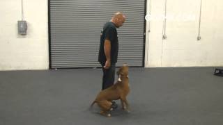 Got K9 Pitbull Dog Training in Las Vegas Nevada [upl. by Darwen885]