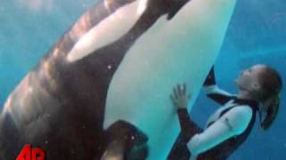 Whale Expert SeaWorld Attack Was Premeditated [upl. by Izaak]