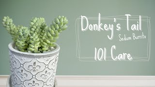 How to Care for Donkeys Tail Succulent  Sedum Burrito 101 Care [upl. by Dilly541]