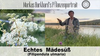 SCHMERZEN Verwende DIESE Pflanze MädesüßFilipendula Verwendung Standort Heilpflanze [upl. by Madanhoj343]