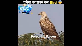 Duniya ka sabse tej udne wala bird 😨 voice credit factsdastan birds facts shorts [upl. by Urban33]