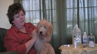 Labradoodles LampG Labradoodle Ear Care Tutorial [upl. by Heddy517]