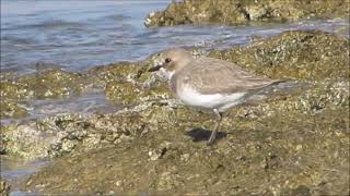 Greater sand plover  Charadrius leschenaultii  Ερημοσφυριχτής Βραχοπλουμίδι  412023 Cyprus [upl. by Freedman]