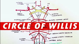 Anatomy  Blood supply to the brain Circle of Willis [upl. by Acinoryt]