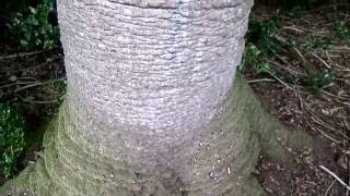 Resin and Monkey Puzzle Trees Araucaria araucana [upl. by Skiest]