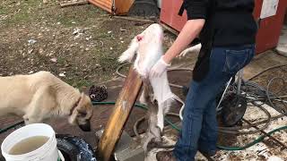 Fleshing a deer hide with a power washer [upl. by Ursuline]