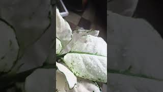 Aglaonema super white aglaonema aglaonemaplant aglaonemavarieties aglaonemalovers shortvideo [upl. by Laeira446]