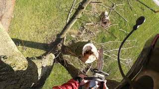 tulip poplar tree super dead cut down and trimmed maple over power [upl. by Lauraine163]