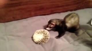 Ferret VS Hedgehog [upl. by Harle597]