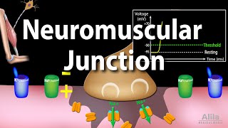 Neuromuscular Junction Animation [upl. by Schnell]