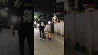 Night Walking subscribe leashwalking leashwalking rambomydog doglover like pitbull [upl. by Botzow]