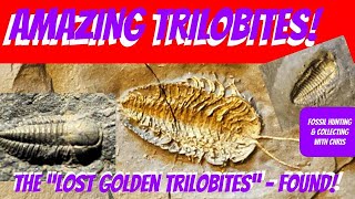 Amazing Trilobites The Lost Golden Trilobites Found Fossil Hunting and Fossil Collecting wChris [upl. by Aleemaj]