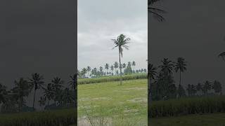 Pogum paathai Doramiiravinmadiyil valampurisangaikooda ytshorts nature [upl. by Hayse896]