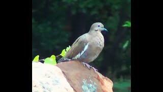 Grief of a Dove patriot3326 [upl. by Jarrow]