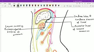 Peritoneal cavity 6  Lesser sac [upl. by Florencia]