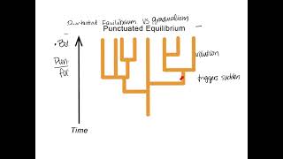 Notes for Megasheet  Punctuated Equilibrium vs Gradualism [upl. by Tierney]